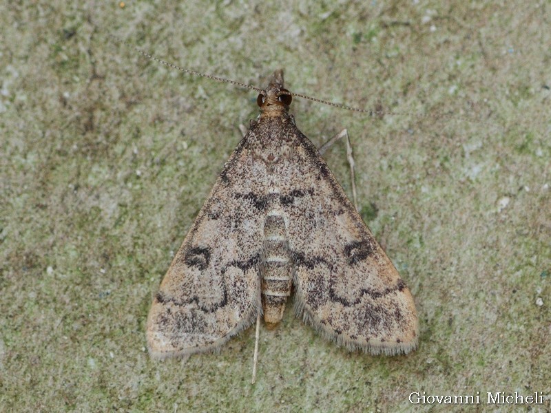 Crambidae: Dolicharthria bruguieralis